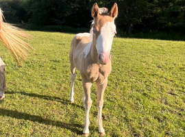 Quality Champagne American Paint Horse