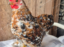 Pekin bantam cockeril