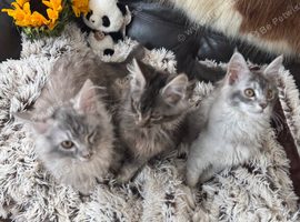 Exceptional Maine coons ready now