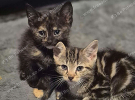 2 little cutties