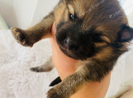 2 lovely boy Pomeranian puppies