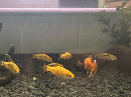 Gold barbs