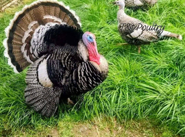 UNSEXED Narragansett Turkey Poults x 7