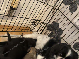 Pekingese puppies
