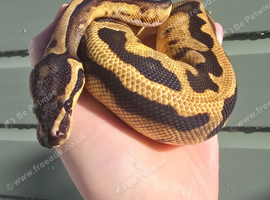 Lovely Female Royal python.