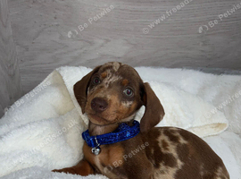 Miniature dachshund