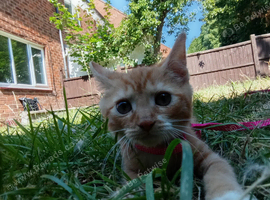 16 weeks kitten coco