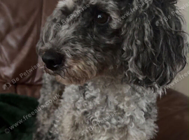 Gorgeous girl looking for new home