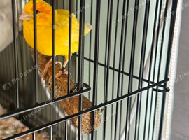 Canaries, gouldians and red siskin