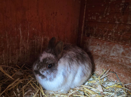 8 months old netherland dwarfs