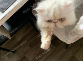 Lovely natured Persian cat