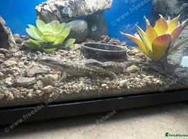 Baby dwarf sungazer lizards