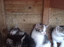 Gorgeous kittens ready to go