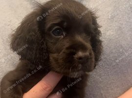 Cocker spaniel puppies