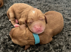 8 Beautiful FB1 Cockapoo&rsquo;s Looking For Their Forever Homes.