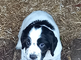 Gorgeous working cocker