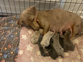 Dachshund Pupies