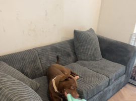 Loki puppy