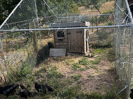 Hen / duck / small animal house and Coop