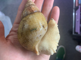 Jade albino African giant land snails
