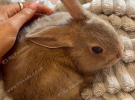 Male Netherland dwarf
