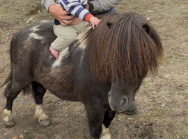 Perfect first ridden standard Shetland gelding