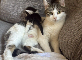 Kittens ready to reserve