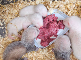 Ferret kits