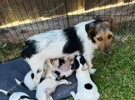 Jack Russell puppies