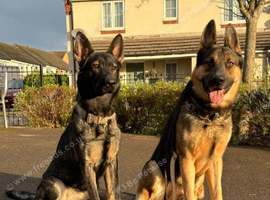 Working line gsd