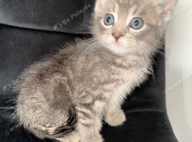 2 girl kittens 1 boy left
