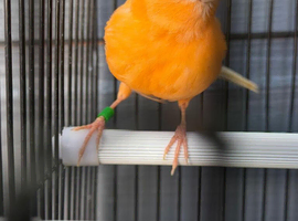 Red factor hen