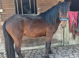 Newforest X Gelding 2yrs
