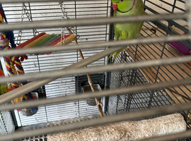 Green male ringneck