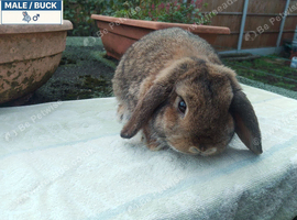 Pretty Mini and Dwarf Lop (Mostly) Female Rabbits