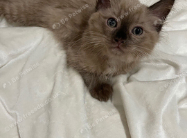 Rare! Two beautiful ragdolls