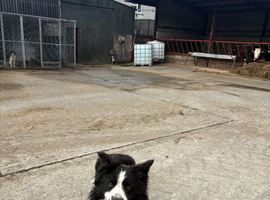Male collie dog