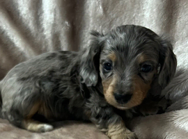 Long haired Dachshund