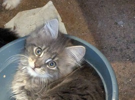 Beautiful blue Maine coon cross kittens