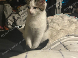 Kitten for sale female around 10 weeks old