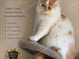 Persian stud