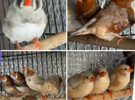 Zebra Finches