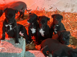 Stunning Lurcher pups