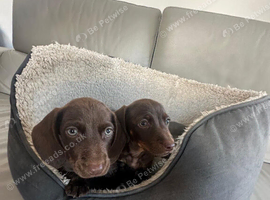 Dachshund Puppies