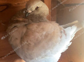 Pair of king pigeons