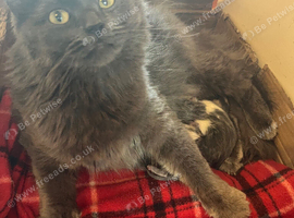 4 Maine Coon Kittens Looking for Forever Homes