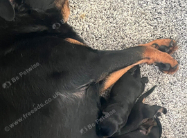 Rottweiler puppies