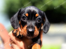 Beautiful Dachshund puppy