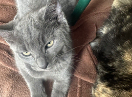 Kittens for sale