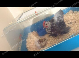 Batmen rooster